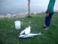 Khobar Anglers - Lapis Catch, May 2011