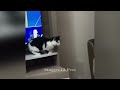 IMPOSSIBLE TRY NOT TO LAUGH 😹😸 Funny Animal Videos 🐈