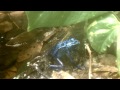 Poison Dart Frog Feeding