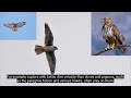 Doves vs. Pigeons: How to Distinguish Them???