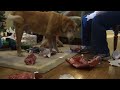 Our Dog Toby Opening Christmas Presents 2013