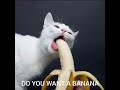 Banana Man 😺🍌
