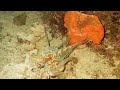 Night dive octopus-Cayman