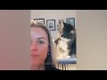 Super FUNNY CAT VIDEOS! 😹 Funny ANIMALS videos 2024 #2
