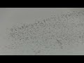 Lapwing murmuration