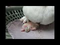 Mummy bird warming baby bird under her belly || 鳥