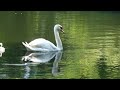 Mute Swans // Höckerschwäne  Family of 2024