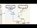 Coagulation Cascade and Fibrinolysis - clotting factors, regulation and control mechanism