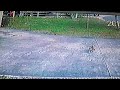 Young cat leaping after a hawk on surveillance camera