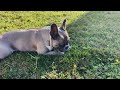 Ruby the French Bulldog is Afraid of a Feather