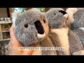 [vlog] 시드니댁의 추천여행지 / 타롱가 동물원(Taronga Zoo), 이렇게 재밌는데 왜 안가요?