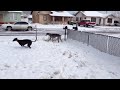 Greyhounds running in snow.