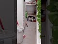 Hungry kitten tries to join his family