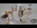🐱 Funniest Dogs and Cats 😹🤣 New Funny Animals 2024 😻🤣