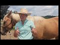 How To Halter a Horse