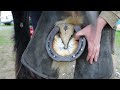 MASSIVE HOOVES!  [HOOF RESTORATON]