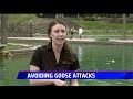 Geese attacks