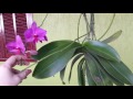 (64) Phalaenopsis