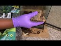 Buying a crested gecko at a reptile show , cage set up, and reptile snacks