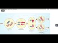 Ch 10 Cell cycle and cell division class 11th biology || NCERT Chapter reading || NEET preparation