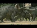 Triceratops Fight