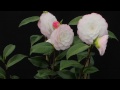 Camellia Japonica Time laps: Pépinières de Kervouric