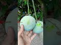 The best and fastest way to grow and plant mango trees from leaves.#shorts