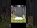 Kangaroo throws opponent through fence 🦘