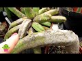 My Polytunnel Cactus Collection April Update #cactus #cacti #cactusplants