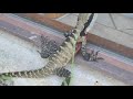 big lizard visiting us.大蜥蜴来访