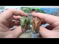 Wild Ver's Tyrannosaurus Velikiraptor's Dinosaur Figure Opina's Ania Dinosaur Wild Park Opened