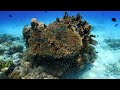 世界が恋するケラマブルー。慶良間諸島 渡嘉敷島でダイビング4K動画 ScubaDiving under the beautiful ocean, Okinawa