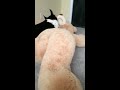 Karelian bear dog killing a teddy bear