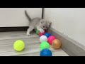 1 Hour Of Funniest Animals 😅 New Funny Cats and Dogs Videos 😸🐶 Part 17