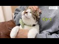 猫にマッサージをフルコースしたらこうなりました。笑【4K猫動画】