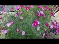 Cosmos timelapse! Seed to full bloom - 4 months in 2 mins. See description for dates/details