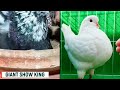 All Exclusive Colorful Fancy Pigeon Breeds  Wonderful Fancy Pigeon Videos