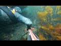 Freediving Anacapa island, no fish is hurt.