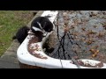 Sylvester in pond again