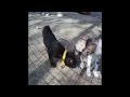 🤣 Funny Dog And Cat Videos 😹🐕 Best Funny Catss 2024 🐱