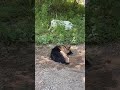 Running with WOLVES while camping w/ my WOLFDOGS in southern MO