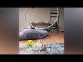 😹 Funniest Cats and Dogs 😅 Funny Animal Videos 2024 🐱