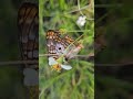 White Peacock Butterfly