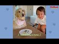 Golden Retriever Preps Little Boy For His New Role As Big Brother | The Dodo Soulmates