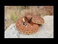 Costco bag rattlesnake