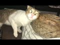 Cats smelling funny reactions