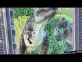 Tarbosaurus release animation