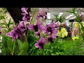 Blooming Love: A Valentine’s Orchid Extravaganza @Carol-Beauty of Nature