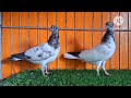 higher flyer fancy pigeon (like subscribe share  plz)