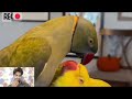 parrot || desi khubsurat_ parrot Hai || कितना _क्यूट _तोता